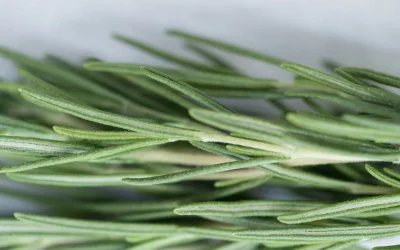 Wirkung und Botschaft des Rosmarins