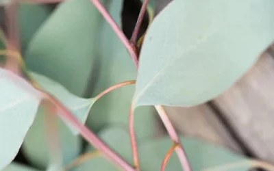 Eukalyptus – ein Myrtengewächs
