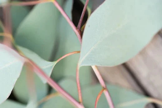 Eukalyptus – ein Myrtengewächs