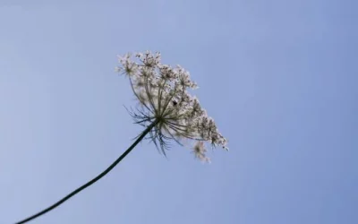 Licht – litha – Sommersonnwende