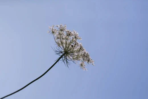 Licht – litha – Sommersonnwende