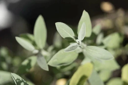 Salbei – salvia officinalis