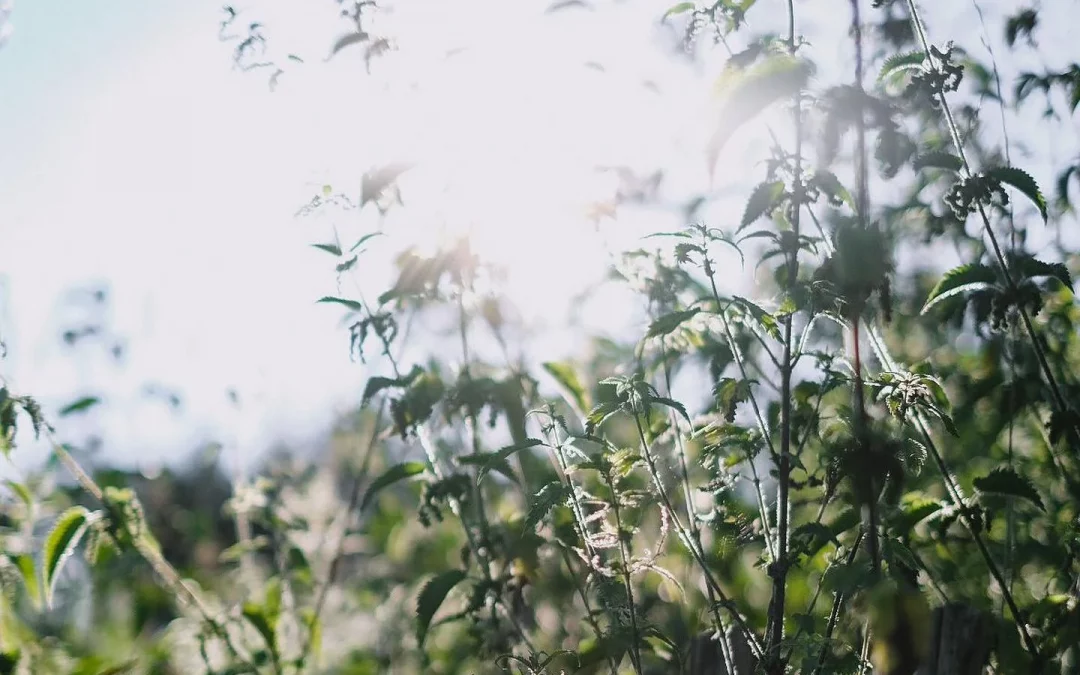 Brennnessel – die Neinsagerin – voller Power und Selbstbewusstsein