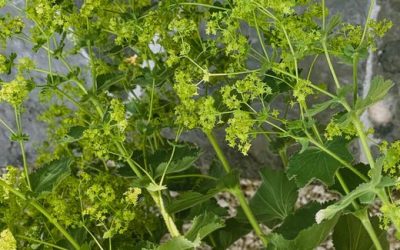 Alchemilla – der Frauenmantel