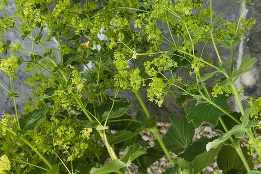 Alchemilla – der Frauenmantel